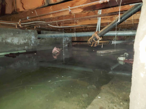 Best Professional water damage repair  in Spring Grove, IL